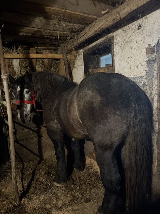 Vand armasar sur culoare coca cola