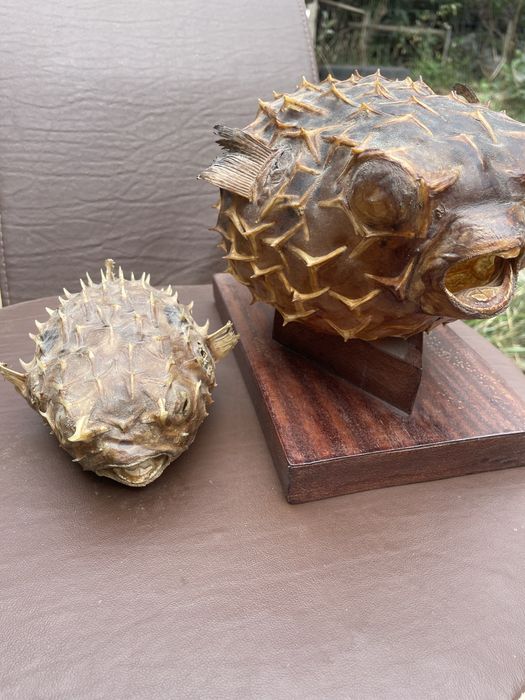 Pesti balon perfecti