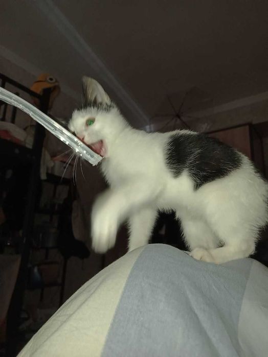 Отдаем котёнка БЕСПЛАТНО