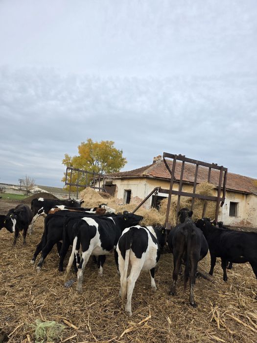 Vaci cu lapte si vitele