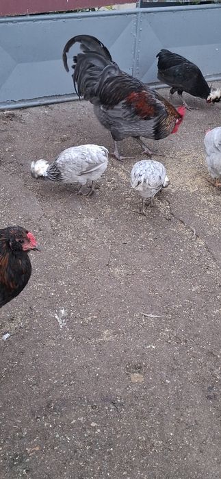 Vând o familie de motate olandeze