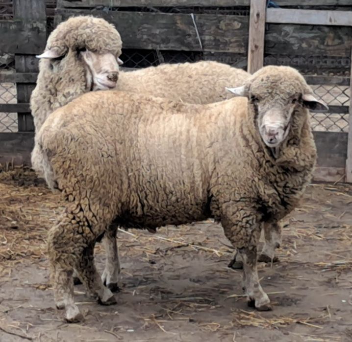 Berbebecuti merinos!!!
