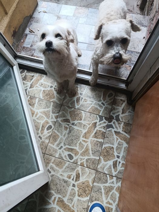 Bichon maltez, vaccinați.