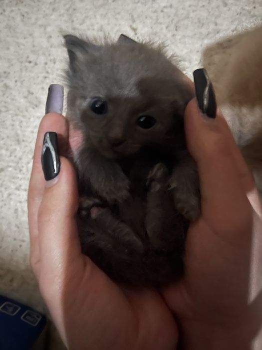 отдам котенка мальчика