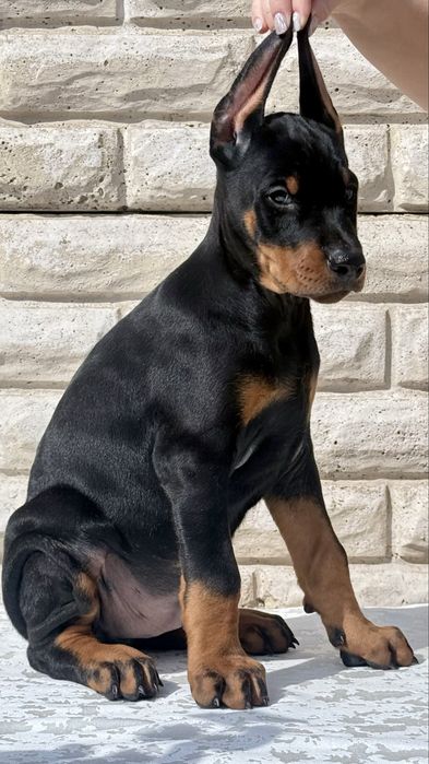 Doberman kennel.dogs_kz
