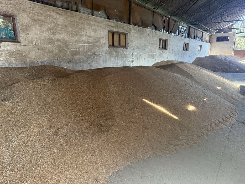 Grau,Orz,Triticale pentru semanat