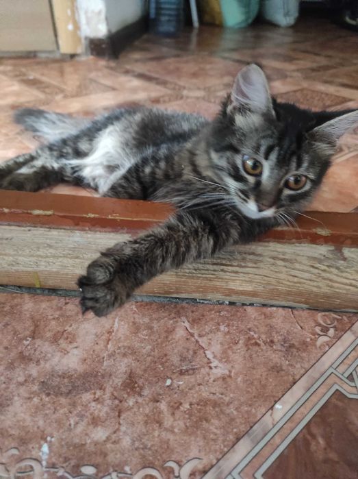 Отдам котенка в добрые руки