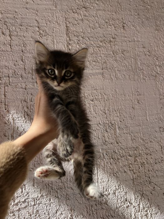 Maine Coon Мейн Кун котята