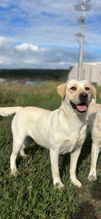 Femela Labrador Retriever