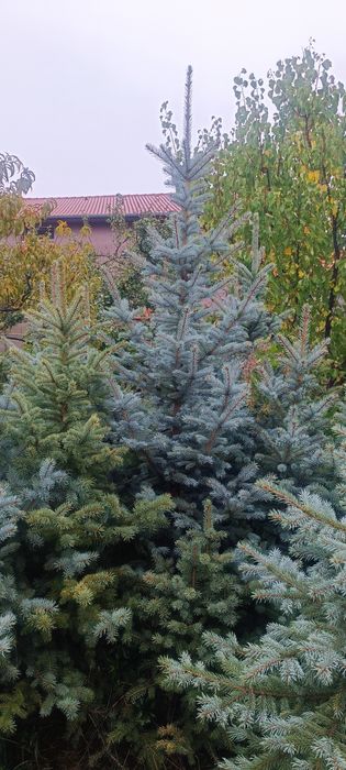 Сребрист смърч, обк. Смърч, обк. Ела