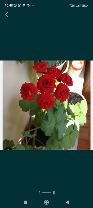 Продам комнатные растения