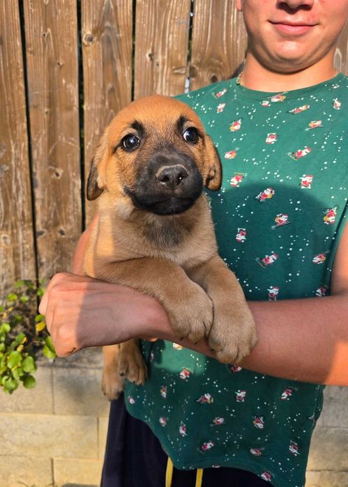 Donez pui metis Malinoise