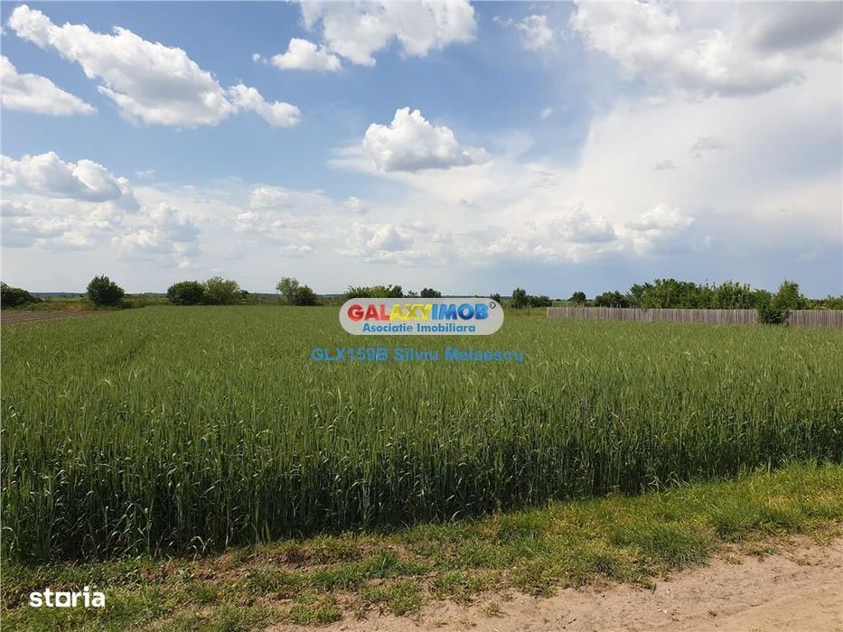 Crevedia - Darza - Teren 13.055 Mp