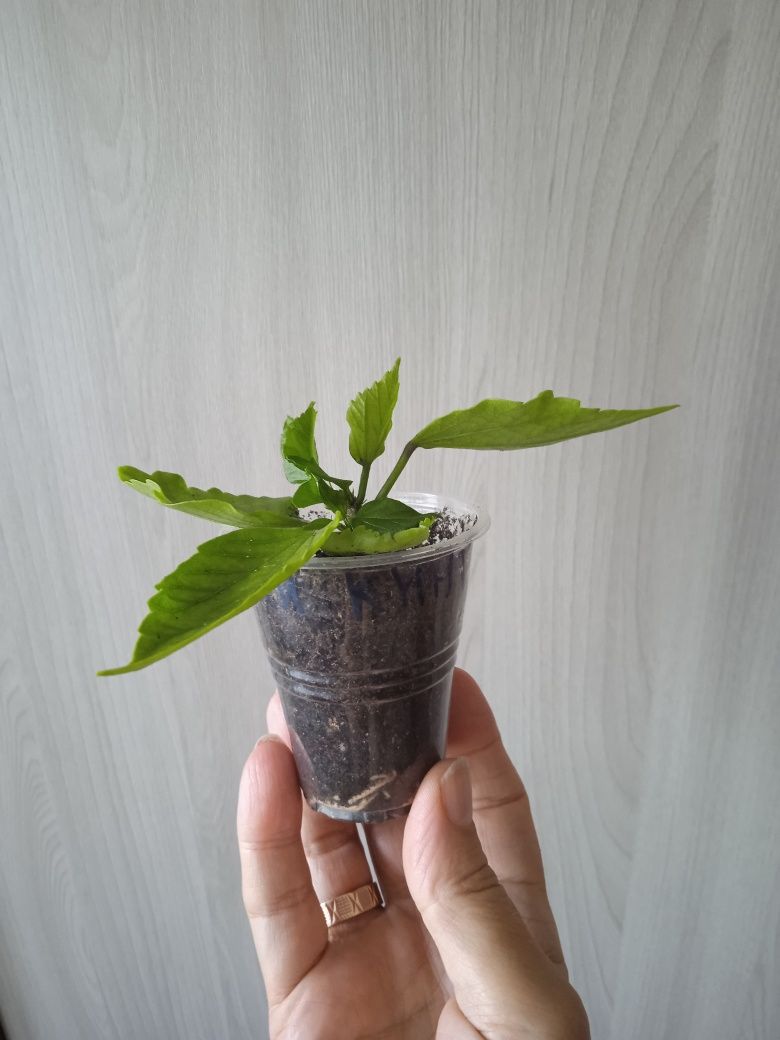 Гибискус сортовой