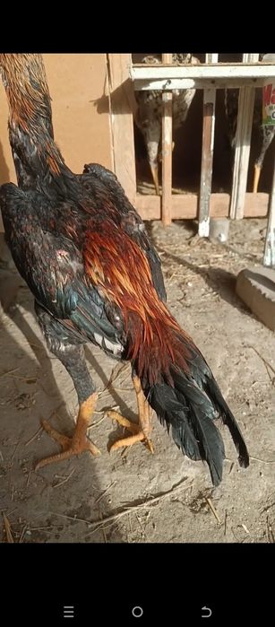 Juja sotiladi may oyida chiqqan