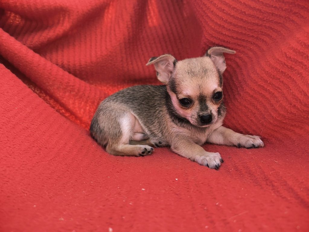 Vand baietel Chihuahua mini