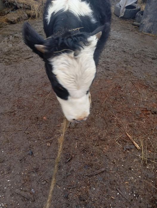 Vând vițică are 5 luni