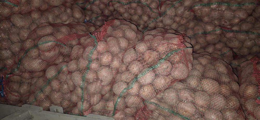 Cartof consum Belarosa, Carera