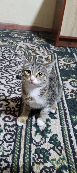 Aqlli egasiga vafodor mushuk