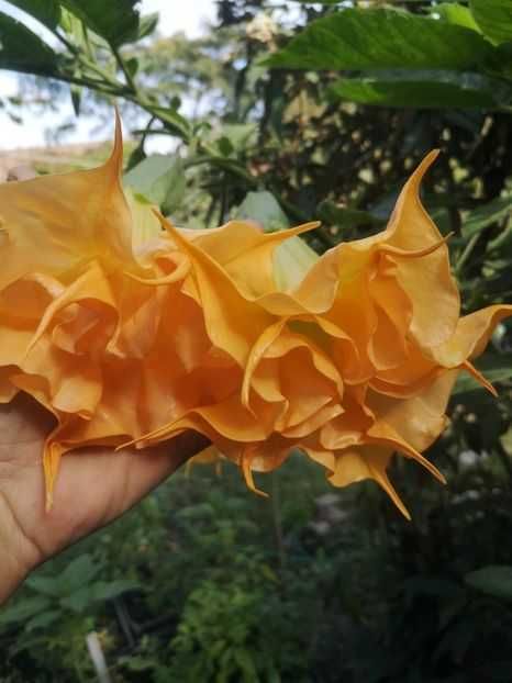 Brugmansia portocalie dubla