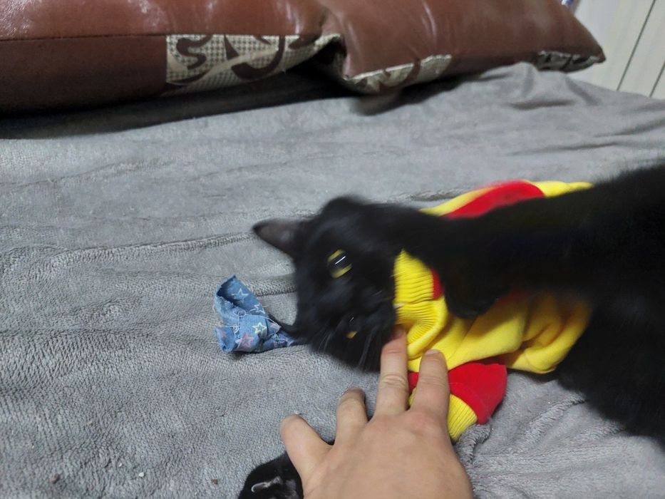 Кот ищет семью и дом