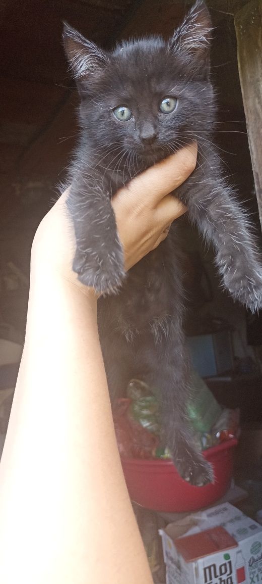 Отдам котят бесплатно
