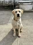 Labrador femelă, crem – caută o familie iubitoare