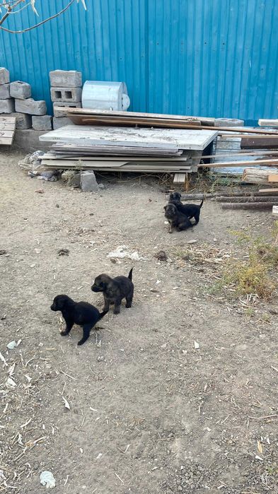 Күшіктер тегін беріледі