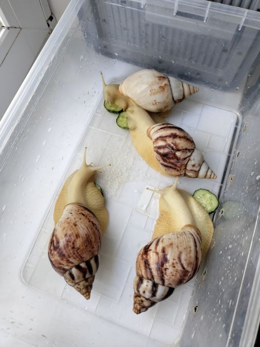 Улитки ахатины продам