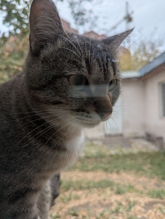 Кот в добрые руки