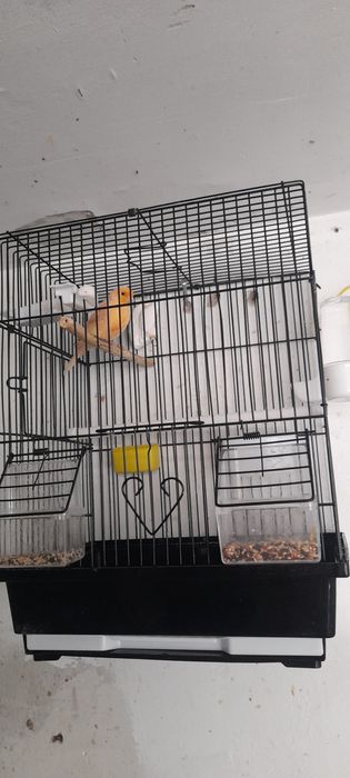 Продам Канарейку к самка и самес  гатовийий гатовий