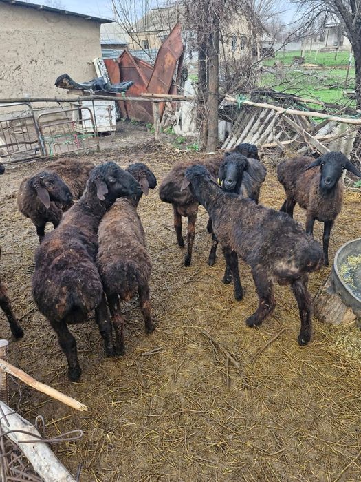 Ягненок черный цф