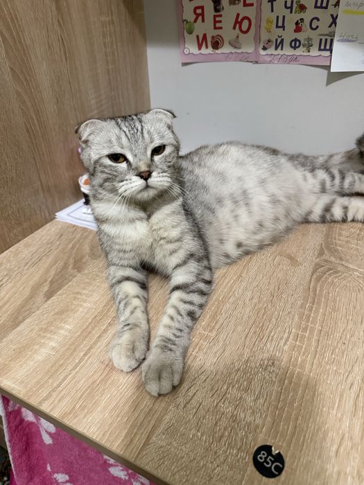 Продаю котят 250тыс