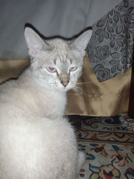 Кошечка хорошая ловит мышей хорошо отдам в хорошие руки любить играть