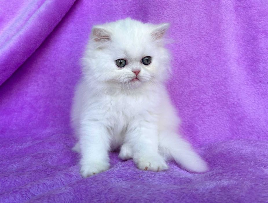 Pisicuță Scottish Straight Longhair, mic fulg de nea,  deține Pedigree