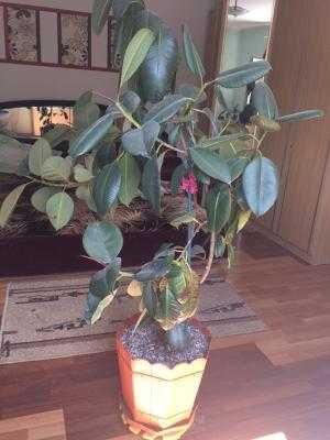 Vand ficus planta de interior