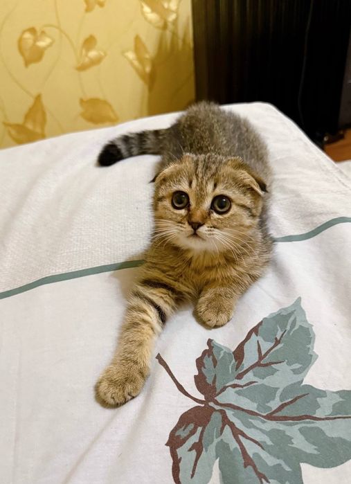 Скотиш фолд золотая шиншилла