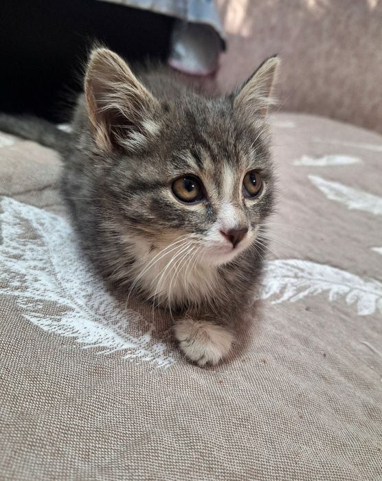 Котенок 2,5 месяца