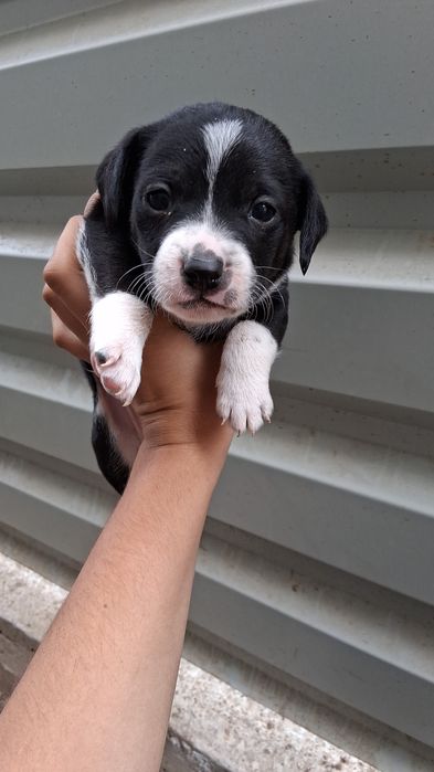 Donez cainii 3 fete 3 baieti