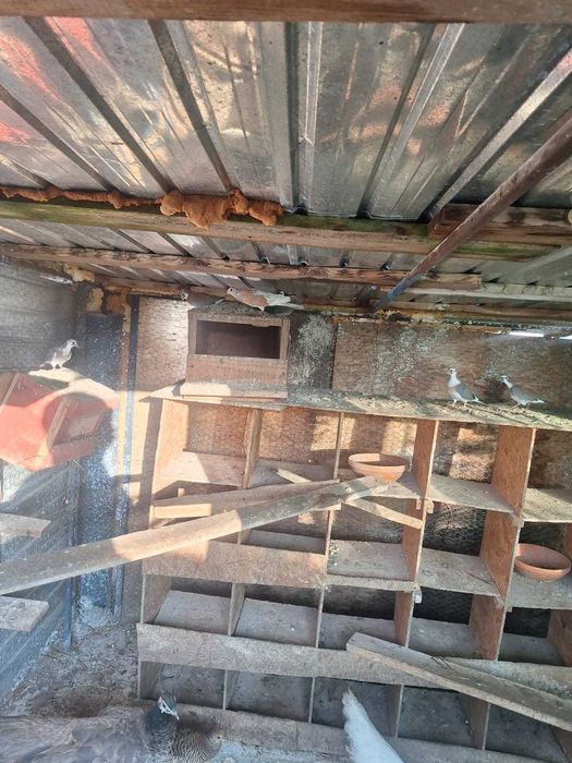 Turturele diamant răzătoare aripa de bronz Senegal