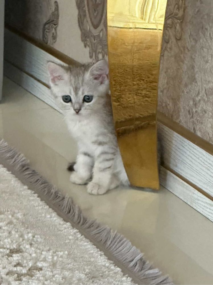 Котята бухараааааа