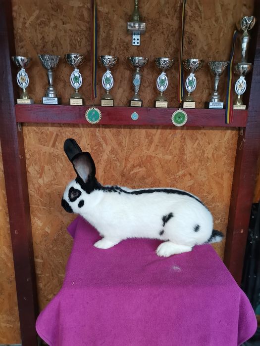 Iepuri Uriaș Pestriț German