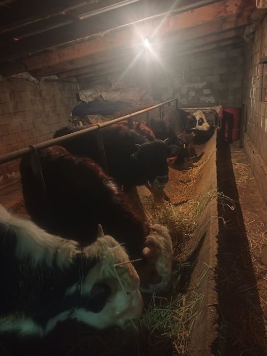 Продается скот 13 голов