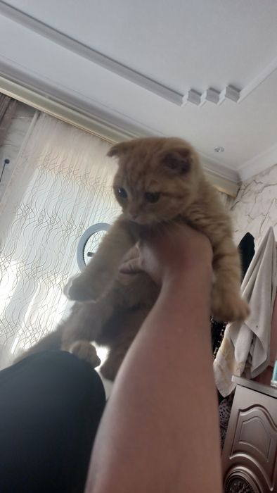 Skotish fold zotli muwi srochna sotilvoti