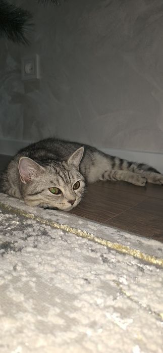 Британская короткошерстная кошка 6 мес