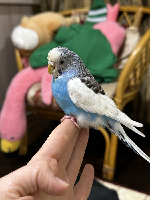 Продам попугая с клеткой и кормом