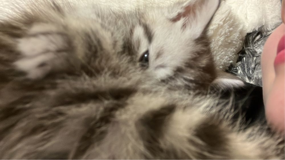 Продам котенка шатланской породы