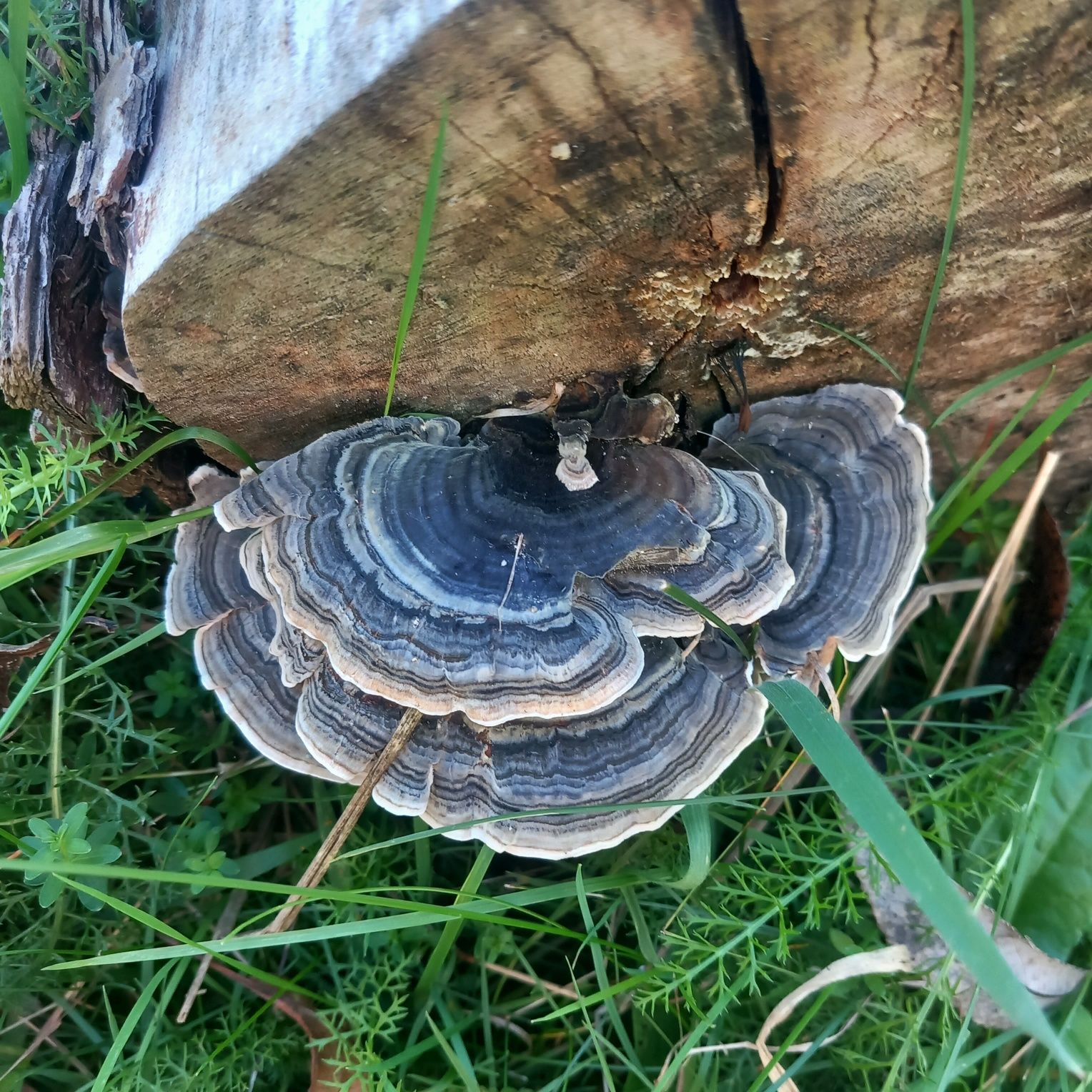 Ciuperci Coada de curcan