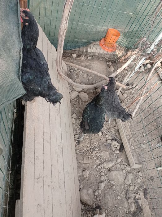 Продаются домашнии курицы/Товук