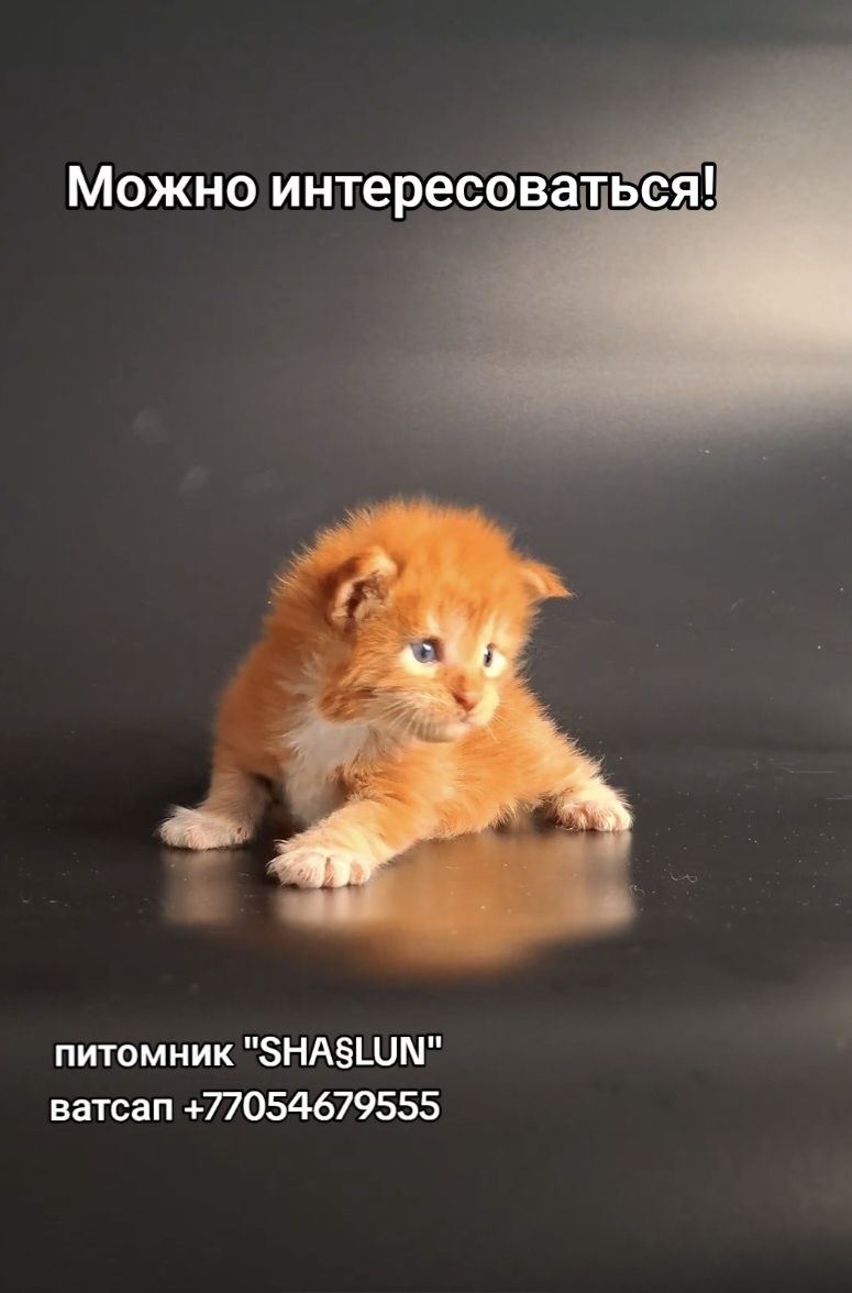 Мейн-кун, котёнок из питомника